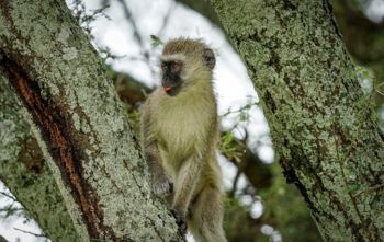 На острове в Карибском море уничтожат всех обезьян-верветок