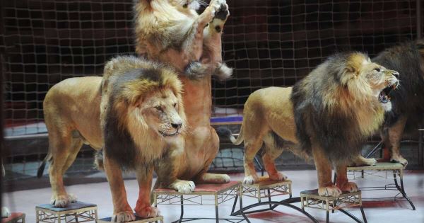 Следы зубов и когтей: лев напал на дрессировщика в цирке
