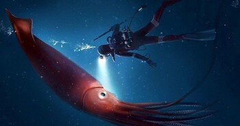 У берегов Японии обнаружили гигантского 2.4-метрового кальмара